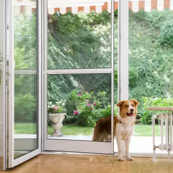 Hund steht vor geffneter Fliegengitter Tr mit weiem Rahmen in einem hellen Wohnzimmer