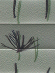 Plissee Pine Needles 86.53.13 Detailansicht