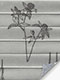 LYSEL HOME Plissee 437A Fine Flower LYSEL HOME Plissee 437A Fine Flower
