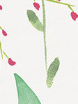 Rollo Flora 02.172 Detailansicht
